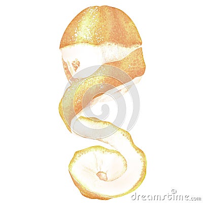 A half-peeled lemon. Citrus with a twist of zest. Watercolor illustration. Isolated on a white background. For design Cartoon Illustration