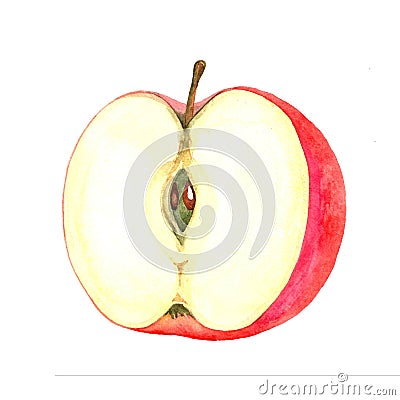 Half red apple with bone Cartoon Illustration