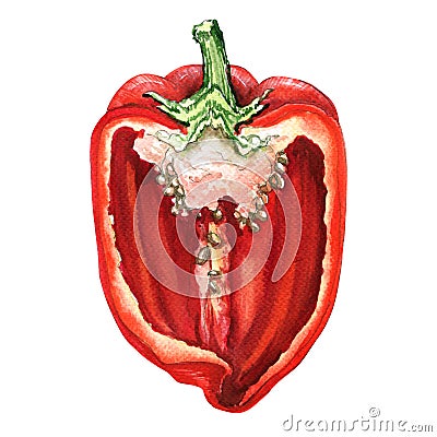 Half of red sweet bell pepper, watercolor illustration on white Cartoon Illustration