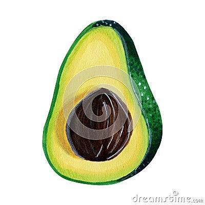 Half of ripe avocado with stone isolated on white background. Watercolo markers hand drawn illustration in realistic style. Cartoon Illustration