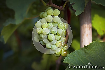 Half ripe grapes Stock Photo