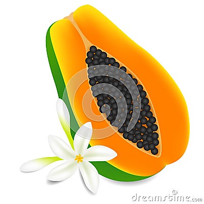 Half ripe papaya fruit with flowers isolated on white background. Vector Illustration