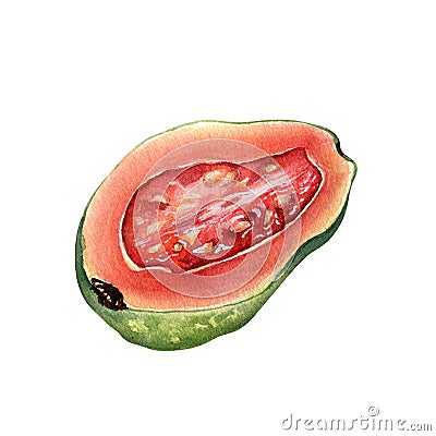 Half and slices guava watercolor illustration isolated on white. Tropical fruit, exotic apple, guajava, red pulp hand Cartoon Illustration