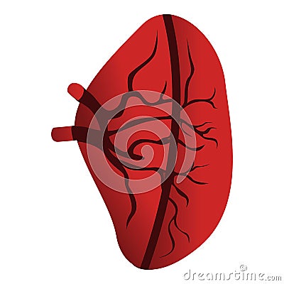 Half spleen icon, cartoon style Vector Illustration