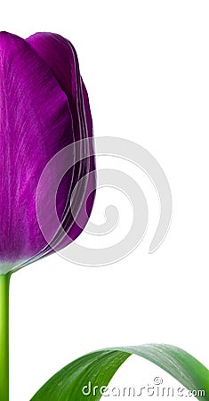 Half tulip flower Stock Photo