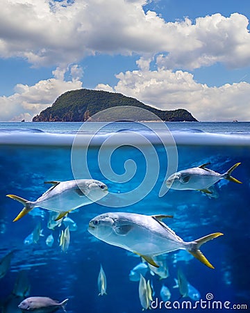 Half underwater photo of tropical paradise with a group of fishes Stock Photo