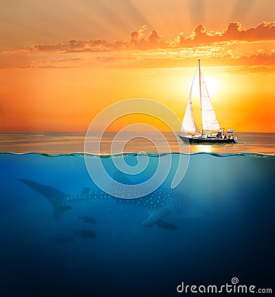 Half underwater shot with whale shark and yacht Stock Photo