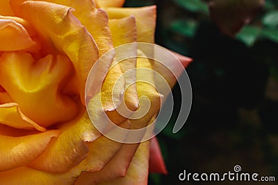 Half of yellow orange rose on a bush. Macro nature. Stock Photo