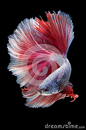 Halfmoon Betta Fish Stock Photo