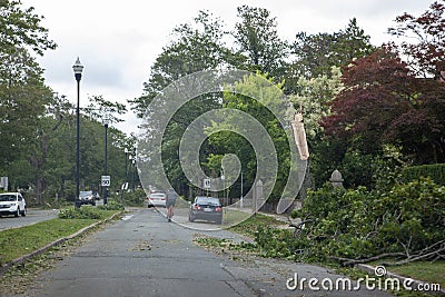 Broken trees on Young Ave Editorial Stock Photo