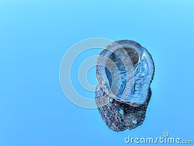 Haliotis, abalone or ear seashell alone Stock Photo