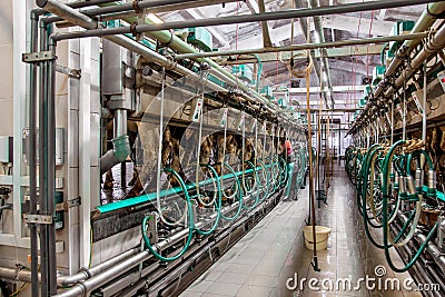 Hall milking cows on a dairy farm Stock Photo