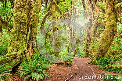 Hall of Mosses in Olympic National Park Stock Photo