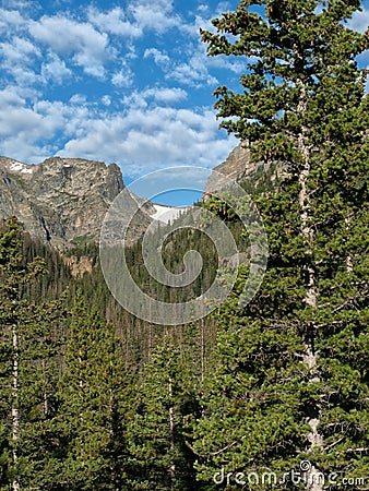 Hallett Peak in Rocky Mountain national park with a tree in the Stock Photo