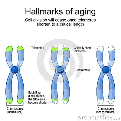 Hallmarks of aging Vector Illustration