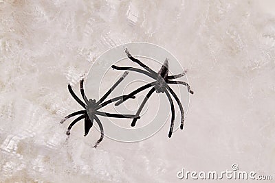 Halloween background with black decorative spiders. Stock Photo