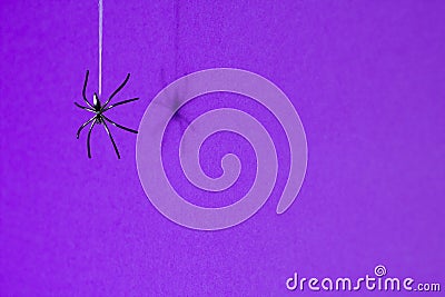 Halloween background concept. Black spider shadow and silhouette hanging on web on purple background Stock Photo