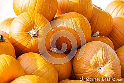 Halloween big Halloween cucurbita pumpkin pumpkins from autumn h Stock Photo
