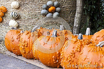 Halloween big Halloween cucurbita pumpkin pumpkins from autumn h Stock Photo