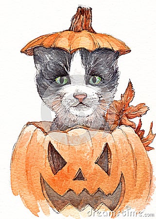 Halloween cat in pumpkin Stock Photo