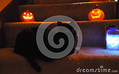 Halloween Cat Trick or Treat Stock Photo