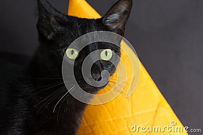 Halloween concept, Black cat. Face of Domestic pet looking attentive with orange witch hat Stock Photo