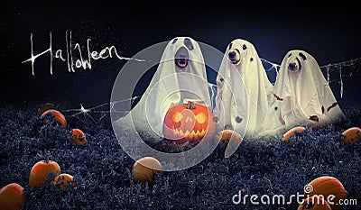 Halloween background with dogs and pumpkin field Stock Photo