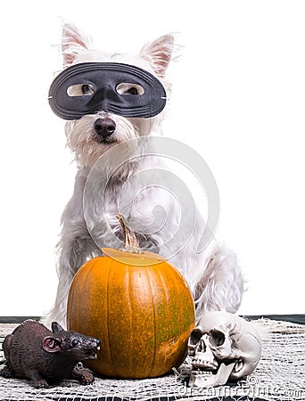 Halloween Dog Stock Photo