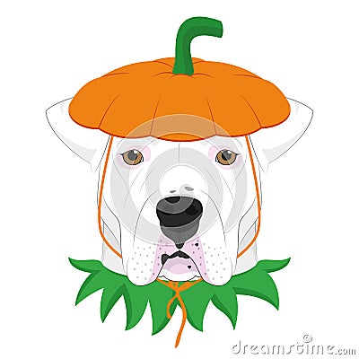 Halloween greeting card. Argentinian Dogo dog dressed as a pumpkin Vector Illustration