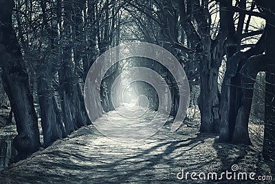 Halloween mystical background with dark forest Stock Photo