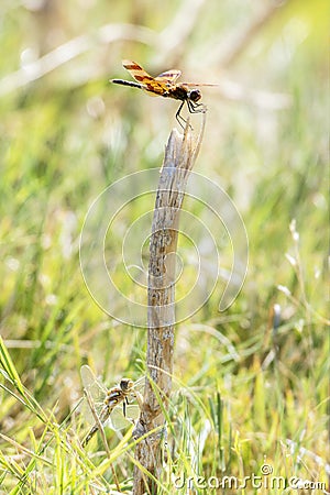 A Halloween Pennant Celithemis eponina and Variegated Meadowhawk Sympetrum corruptum Dragonflies Perched Together Stock Photo