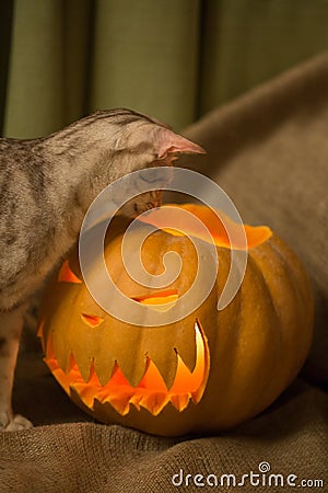 Halloween preparation. Cat and pumpkin. Jack-o-lantern. Curious Stock Photo