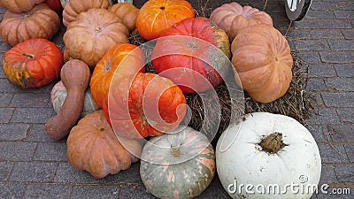 Halloween preparation Stock Photo