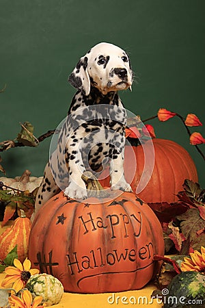 Halloween Pumpkin and Dalmatian dog puppy Stock Photo