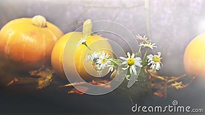 Halloween pumpkin on a dark background with smoke and fog at night Stock Photo