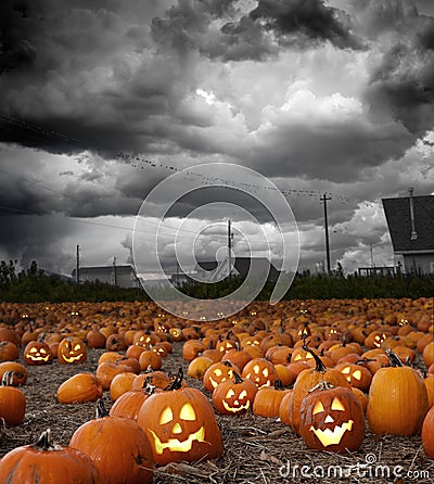 Halloween pumpkin field Stock Photo