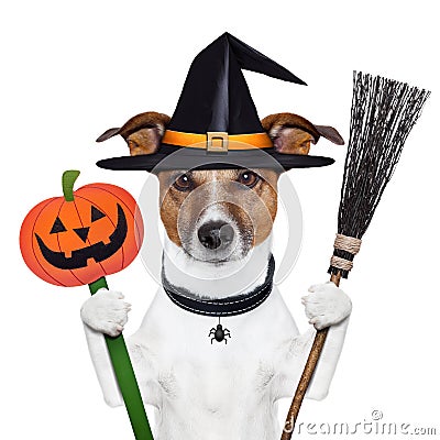 Halloween pumpkin witch dog Stock Photo