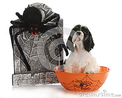 Halloween puppy Stock Photo