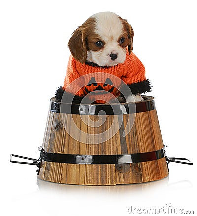 Halloween puppy Stock Photo