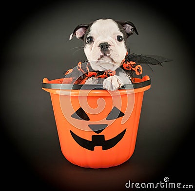 Halloween Puppy Stock Photo