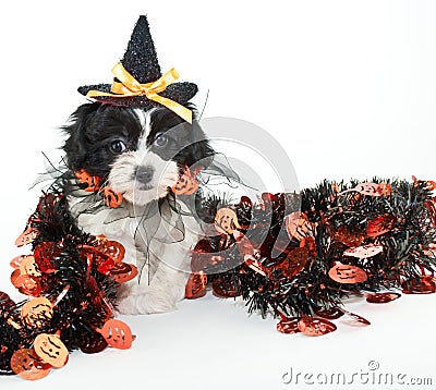 Halloween Puppy Stock Photo