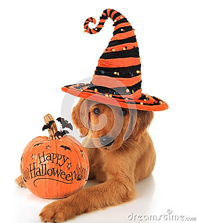 Halloween puppy Stock Photo