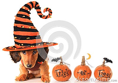 Halloween puppy Stock Photo