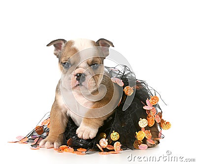 Halloween puppy Stock Photo