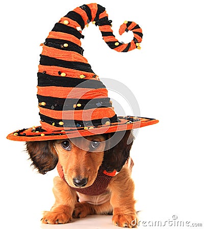 Halloween puppy Stock Photo