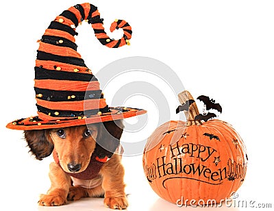 Halloween puppy and pumpkin Stock Photo