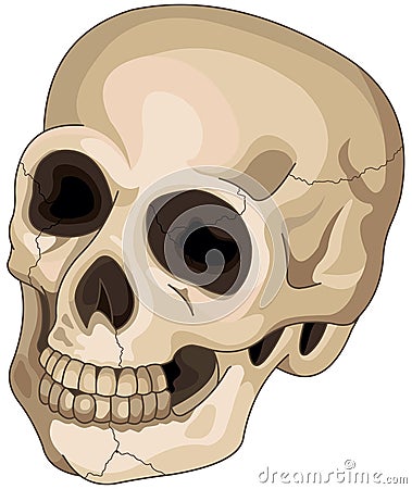 Halloween Skull Vector Illustration