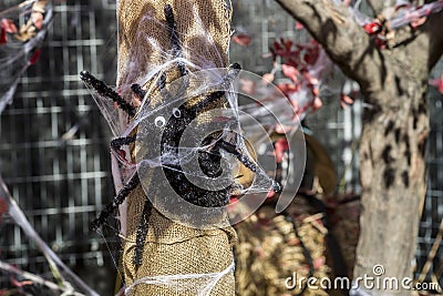 Halloween spider wrap in is web Stock Photo
