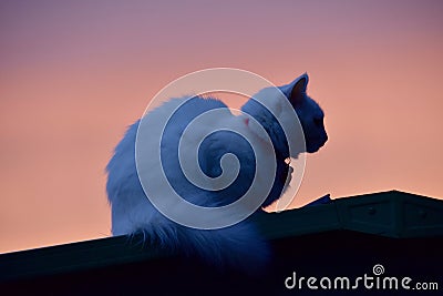 Halloween Sunset Kitty Cat Silhouette : Cat on a Cold Tin Roof Stock Photo