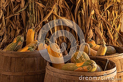 Halloween, Thanksgiving seasonal holiday celebration a variety of squash gourds on display in still life fall background with corn Stock Photo